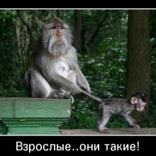 Смешные картинки обезьян. (14 фото)