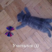 Прикольные картинки про котят (37 фото)