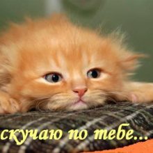 Прикольные картинки: Я соскучилась! (46 фото)