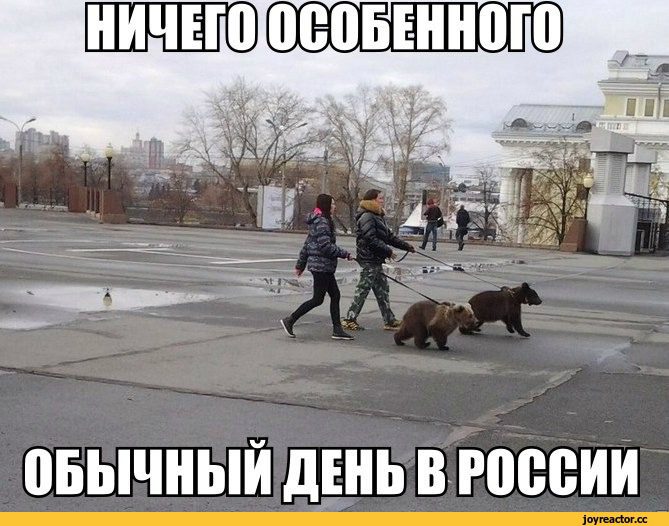 обычный-день-Россия-Медведи-живность-931678