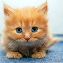 Cамые прикольные картинки про котят (39 фото)
