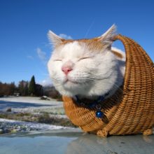 Прикольные картинки про животных коты (65 фото)