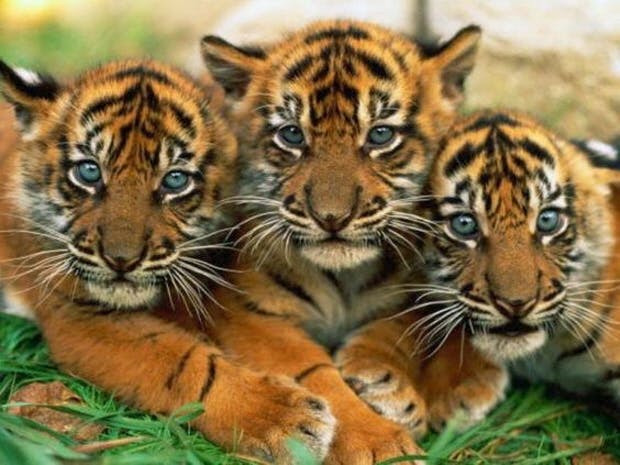 Картинки по запросу тигры