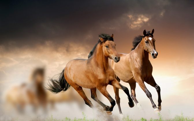 Watch Two-Legged Horse Online Free HD