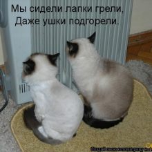 Смешные картинки котят с надписями (35 фото)