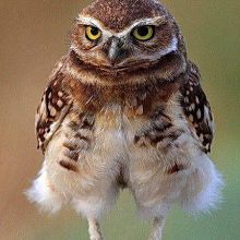 Новые прикольные фото животных с надписями (41 фото)