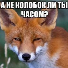 Смешные картинки в хорошем качестве (39 фото)