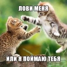 Прикольные котики (35 фото)