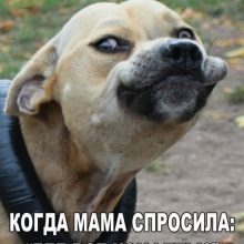 Прикольные смешные картинки (35 фото)