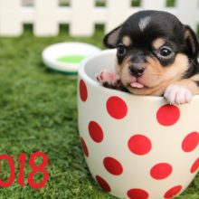 Картинки на рабочий стол 2018 (19 фото)