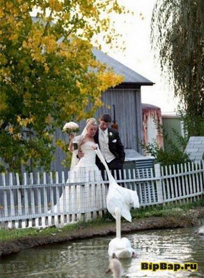 Прикольные свадебные фотографии