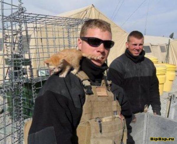 Коты служащие в армии