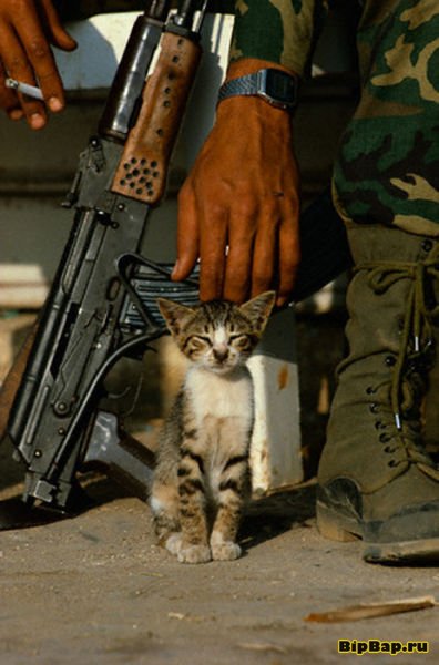 Коты служащие в армии