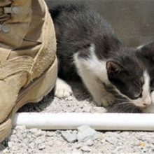 Коты служащие в армии