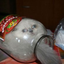 Кошки, которые умеют помещаться в невероятные вещи