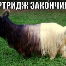Свеженькие демотиваторы
