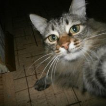 Коты, которые делают селфи (19 фото)