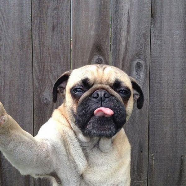 dog-selfie