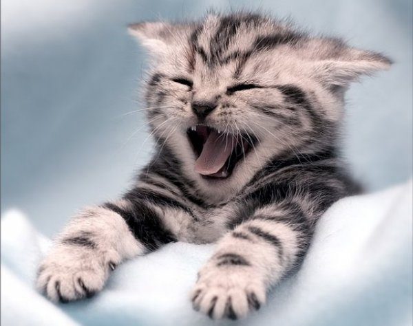 Забавные и милые котята (14 фото) 🔥 Прикольные картинки и юмор