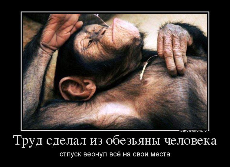 Прикол про обезьян и биткоины самая большая ферма биткоин в россии