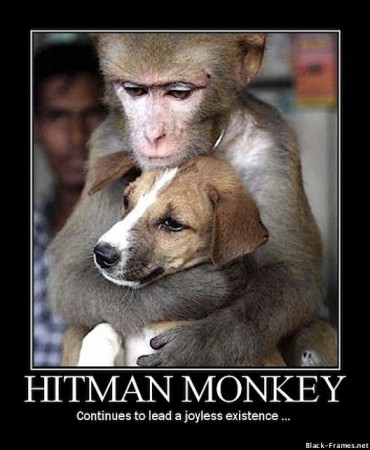 hitman-monkey-continues-to-lead-a-joyless-existence