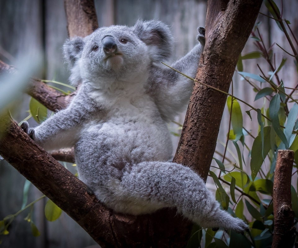 Коала на прозрачном фоне