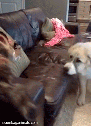 cat-slapping-dog-face-funny-pictures-animated-gif