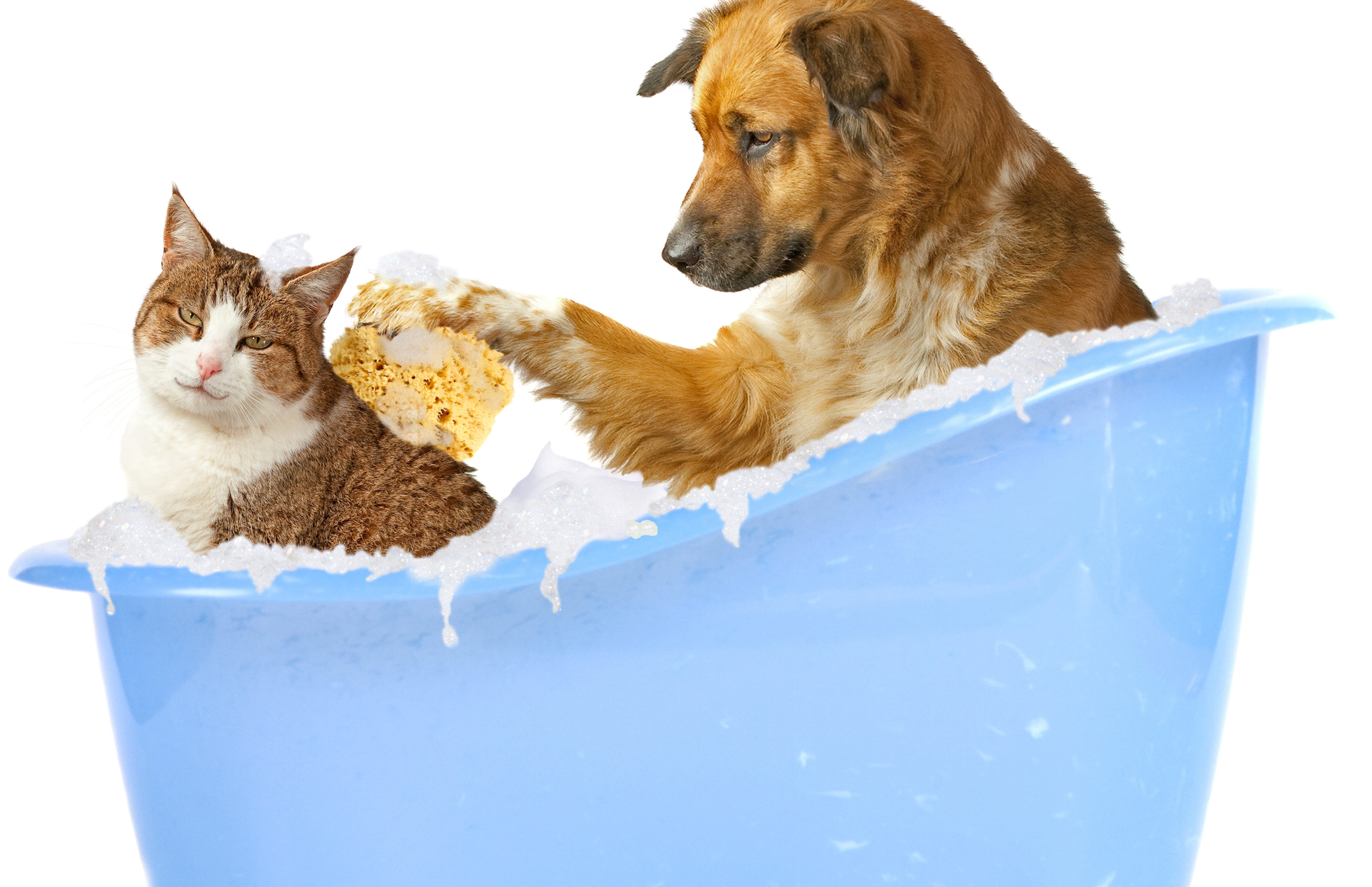 Моем кошек и собак. Мытье кошек и собак. Собака моется. Купание собаки. Гигиена животных.