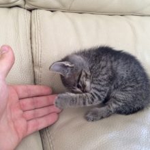 Прикольные котята (12 фото)