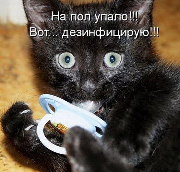 funny-kitten-soska