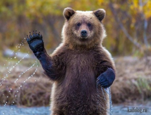 Включи картинки зверей