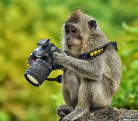 Прикольные картинки фотоаппарата