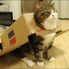 Коты в коробках. (11 фото)