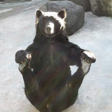 Смешные медведи. (11 фото)