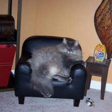 Толстые коты. (11 фото)