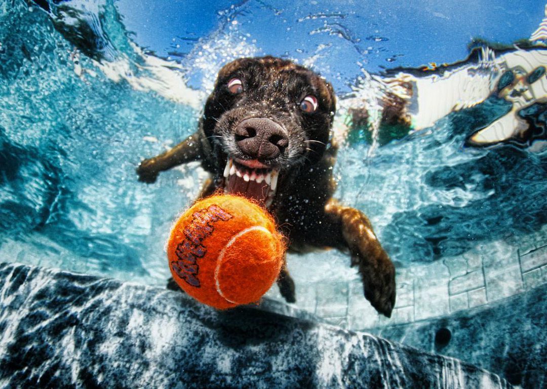 Собака с мячом в бассейне