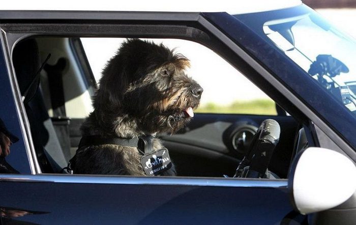 driving-dogs-2