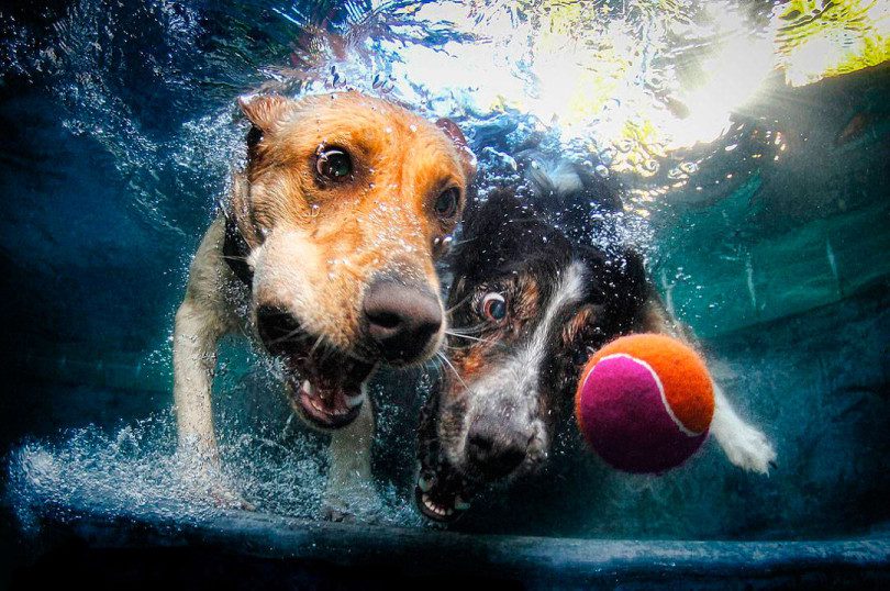 Стул с водой у собаки