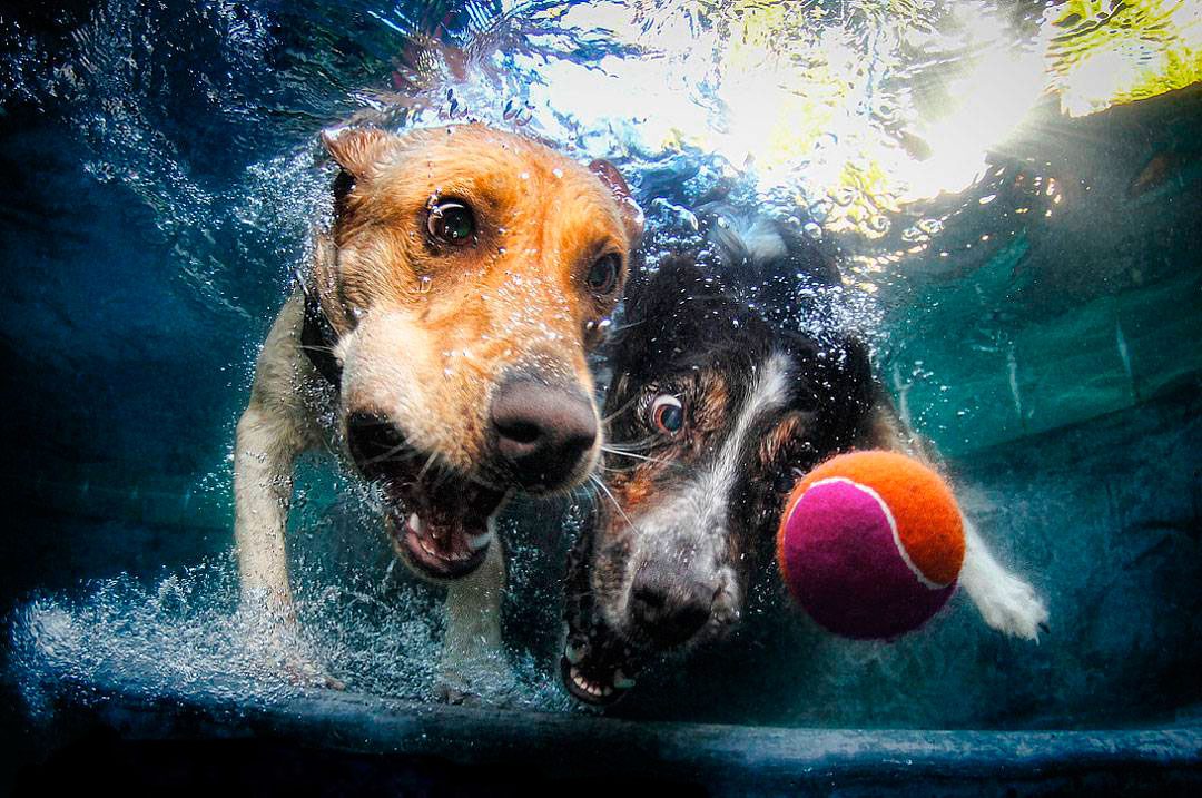 собаки-под-водой-продолжение-в-комментариях-песочница-живность-968302