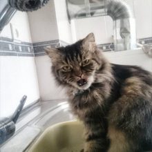 Коты которые не любят фотографироваться. (11 фото)