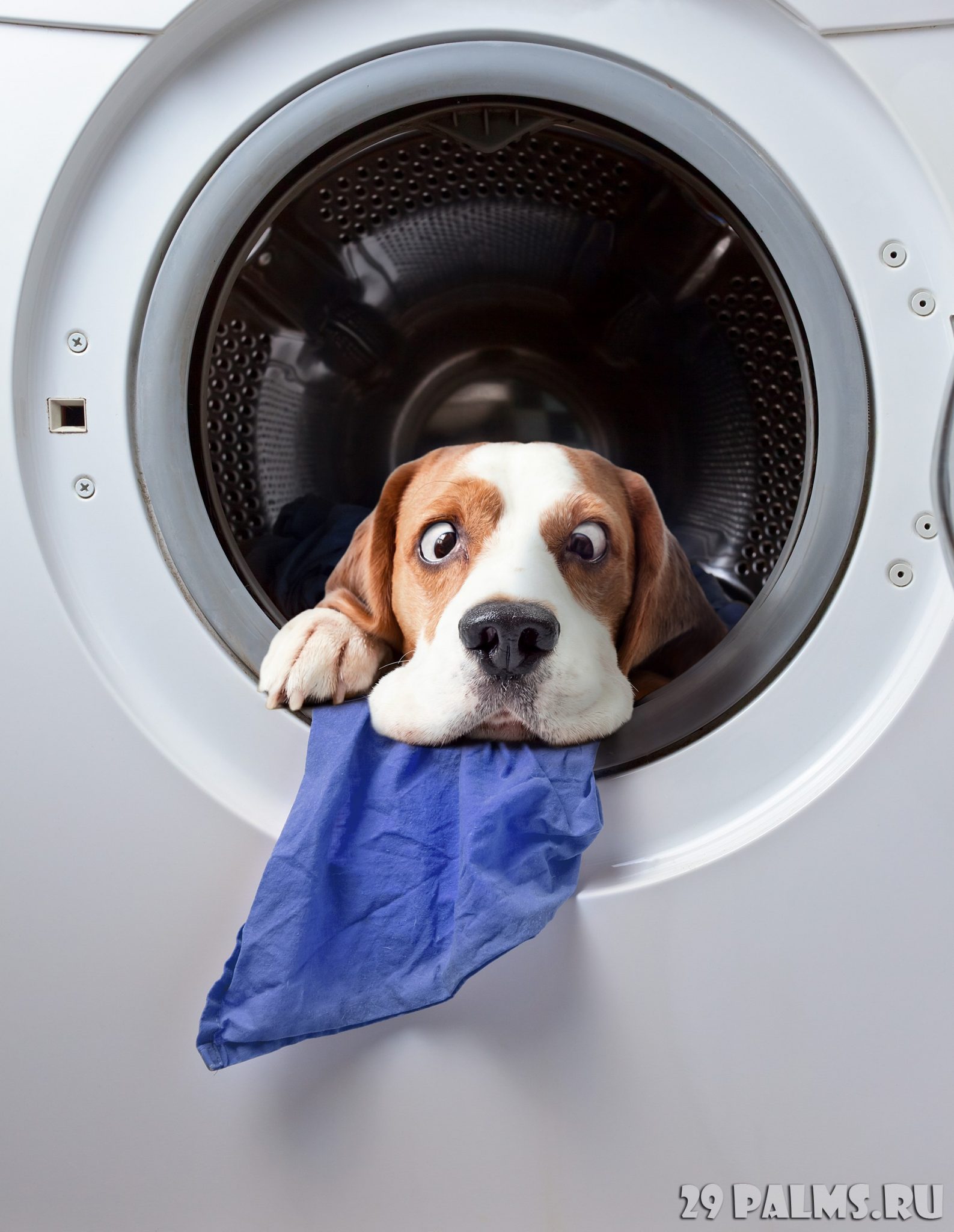 Dog after washing in a washing machine