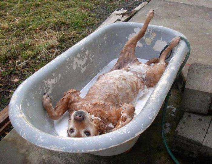 Лабрадор купается в ванне.