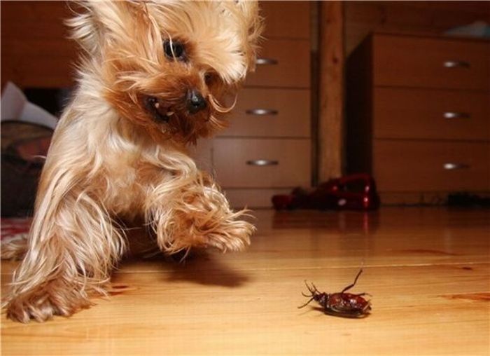 Йоркширский терьер испугался таракана.