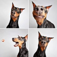 Π‘ΠΌΠ΅ΡΠ½ΡΠ΅ Π΄ΠΎΠ±Π΅ΡΠΌΠ°Π½Ρ (12 ΡΠΎΡΠΎ)