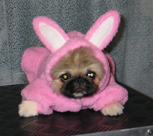 Пекинес в костюме кролика.