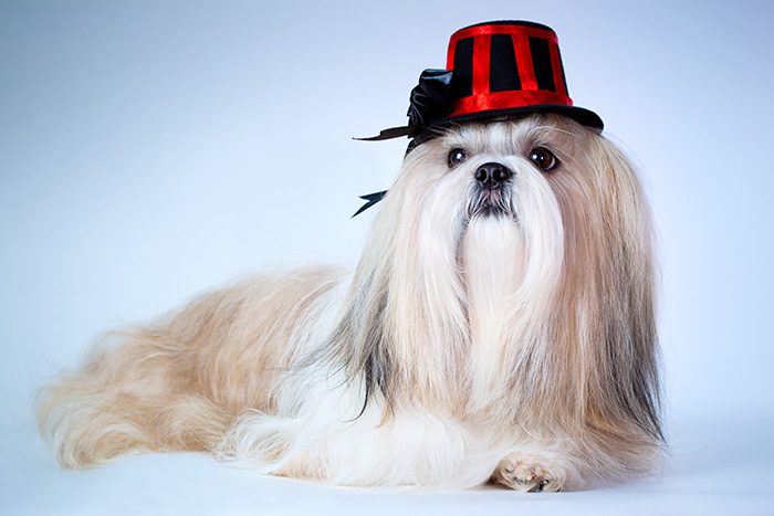 Shih tzu dog in hat portrait.