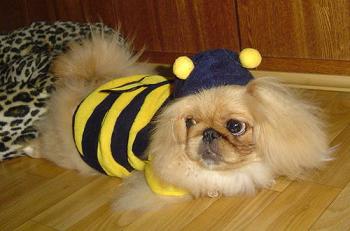 Пекинес в костюме пчелы.
