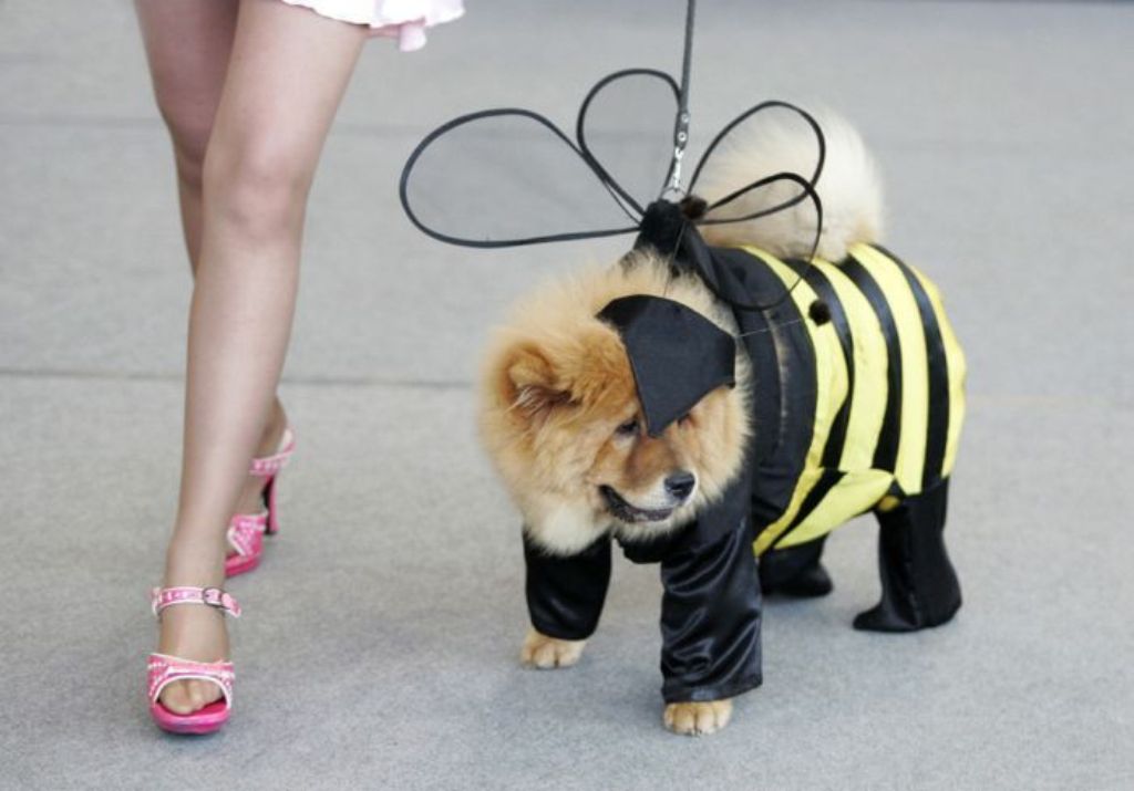 Чау-чау в костюме пчелы.