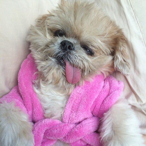 Ши-тцу в розовом халате с высунутым языком.