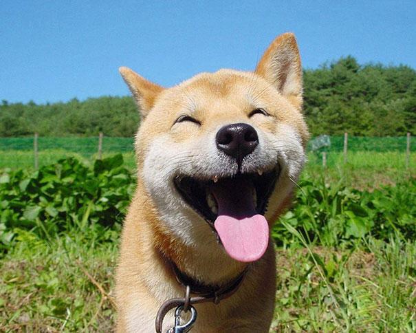 улыбающиеся-животные-собака